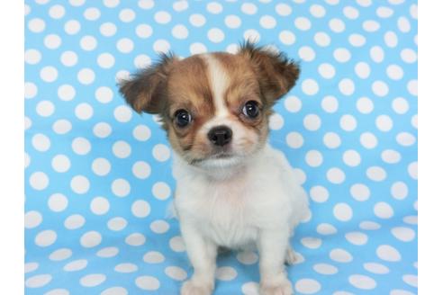 成約済の千葉県のチワワ(ロングコート)-98488の7枚目